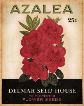 Floral Seed Packets-Azalea