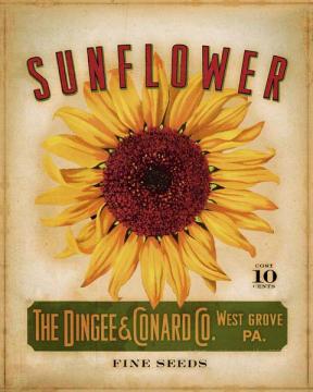 Floral Seed Packets-Sunflower
