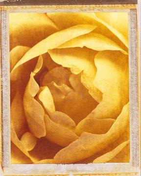 Macro Blossoms-Rose