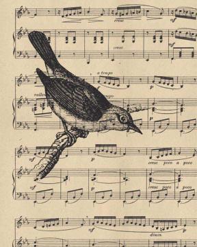 Songbirds Silvereye