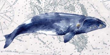 Deep Sea Watercolor Right Whale