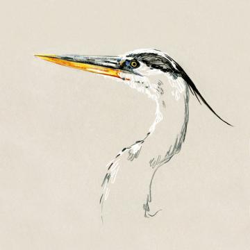Bright Heron Sketch II