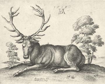 A Stag Lying