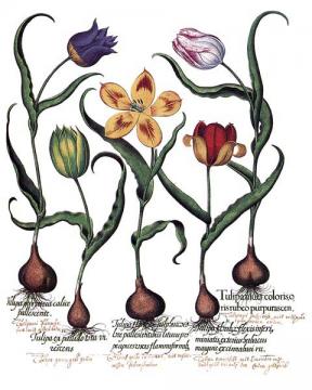 Tulip Botanical