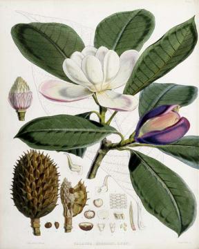 Illistration Of Himalayan Plants
