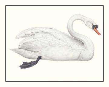 Domestic Swan