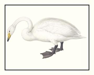 Whistling Swan