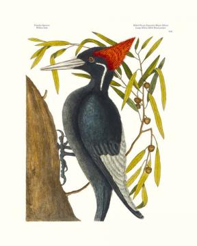 White Bill'd Woodpecker