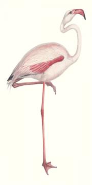Flamingo Alone 1