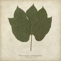 Leaves
