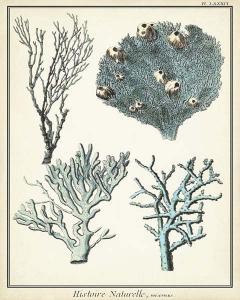 Coral Species VII