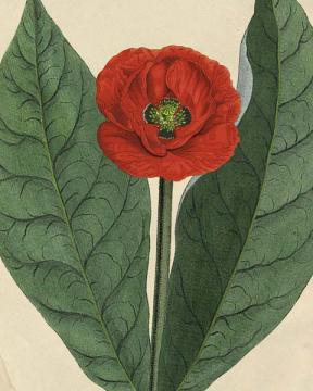 Botanical Beauty - Poppy