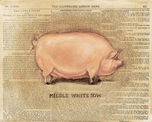 Middle White Sow