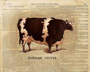 Durham Heifer