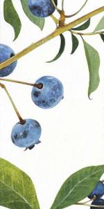 Wild Blueberries III