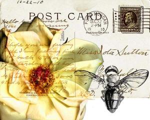 Bees Butterflies & Postcards I