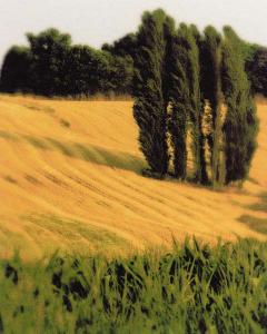 Tuscan Grain