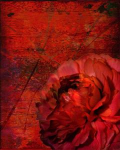 Ruby Peony on Red Abstract
