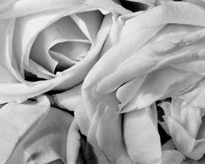 Roses (Detail)