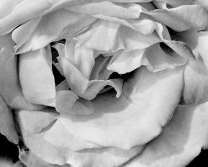 Rose (Detail)