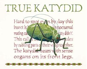 True Katydid