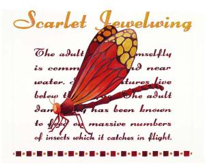 Scarlet Jewelwing