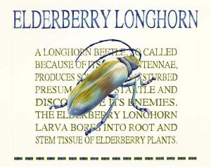 Elderberry Longhorn