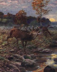 Sunset Elk