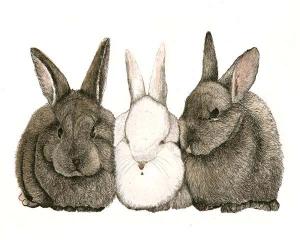 Black & White Rabbits