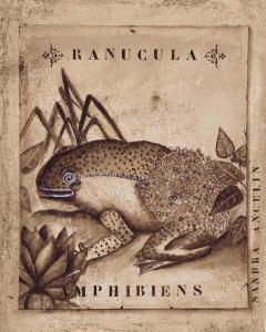 Ranucula Amphibiens