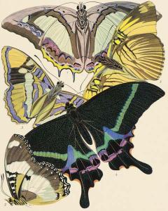 Exotic Butterfly V