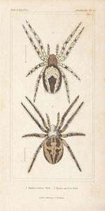 Arachnids Plate 13