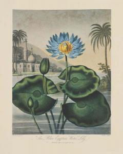 Blue Egyptian Water Lily
