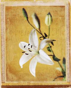 Floral Focus-Lily