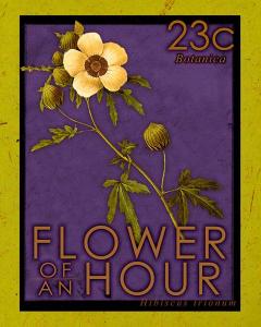 Flower of an Hour Stamp
