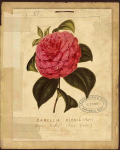 Arundel-Pink Camella