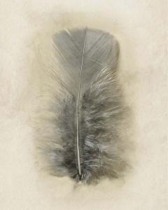 Feather Collection 7