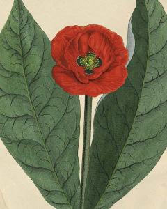 Botanical Beauty - Poppy