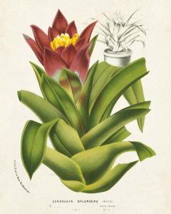 Tropical Bromeliad I