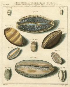 Porcellaine Shells II