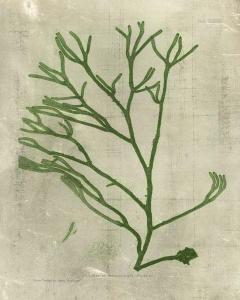 Emerald Seaweed III