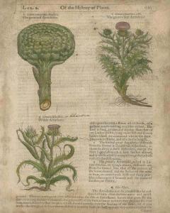 Of The History Of Plants 1153