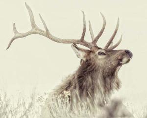 Elk Daydream