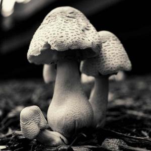 Mushroom No3