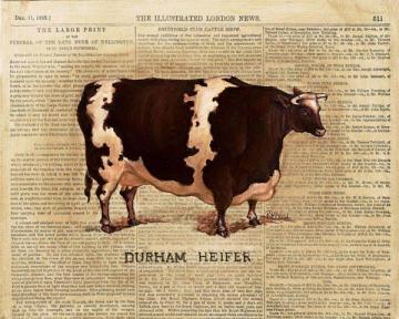 Durham Heifer