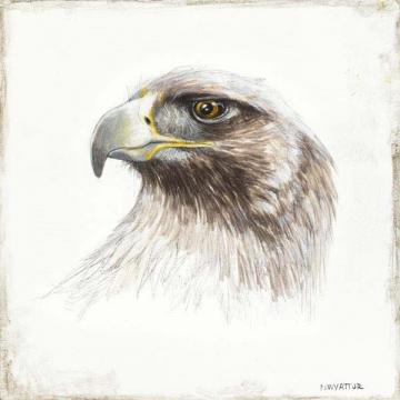 Golden Eagle Sketch