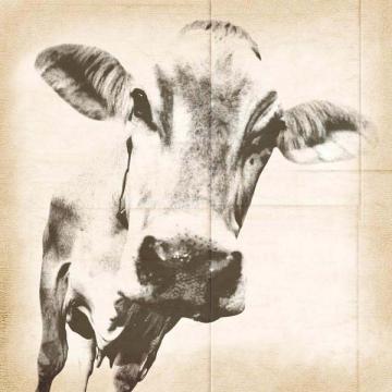 Graphic Cow 2