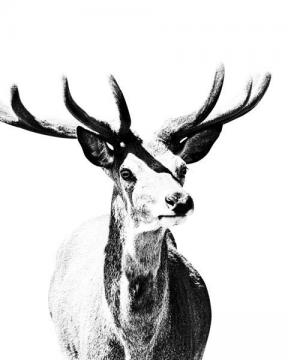 Graphic Deer 1