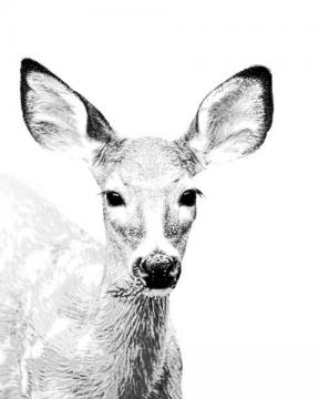 Graphic Deer 3