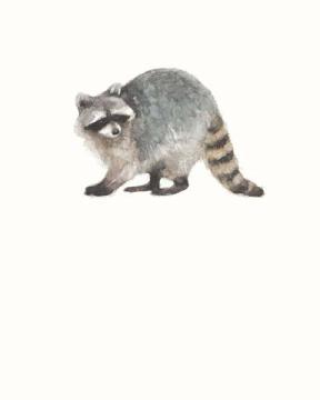 Woodland Raccoon